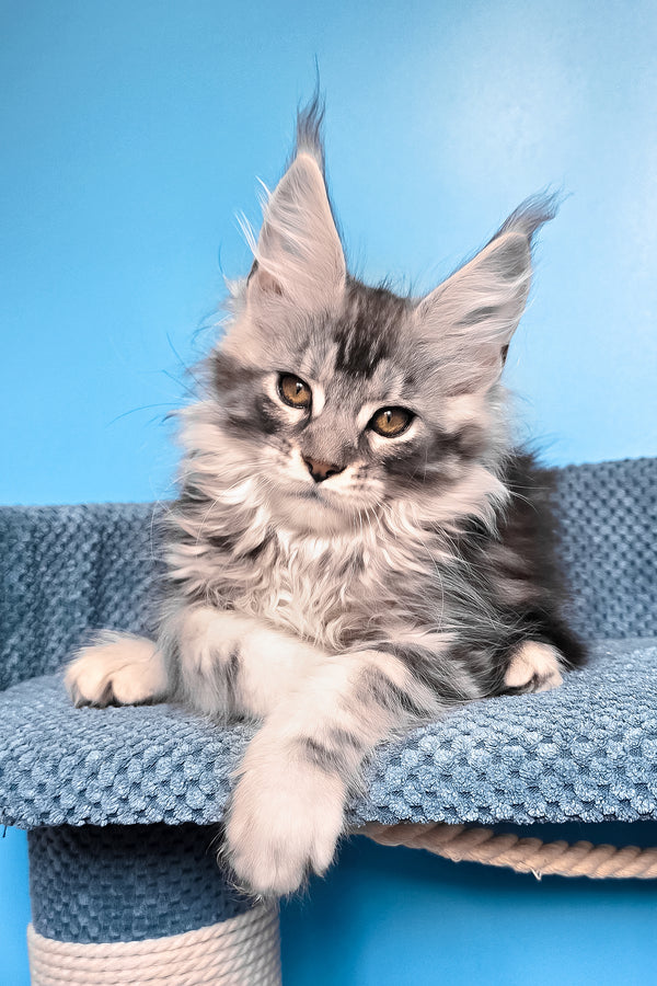 Ram | Maine Coon Kitten