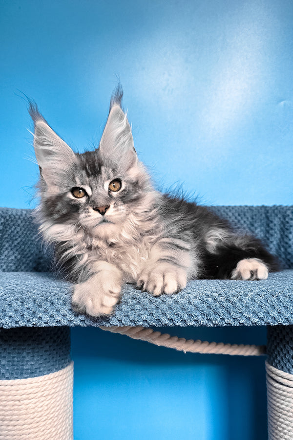 Ram | Maine Coon Kitten