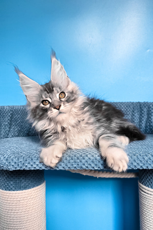 Ram | Maine Coon Kitten