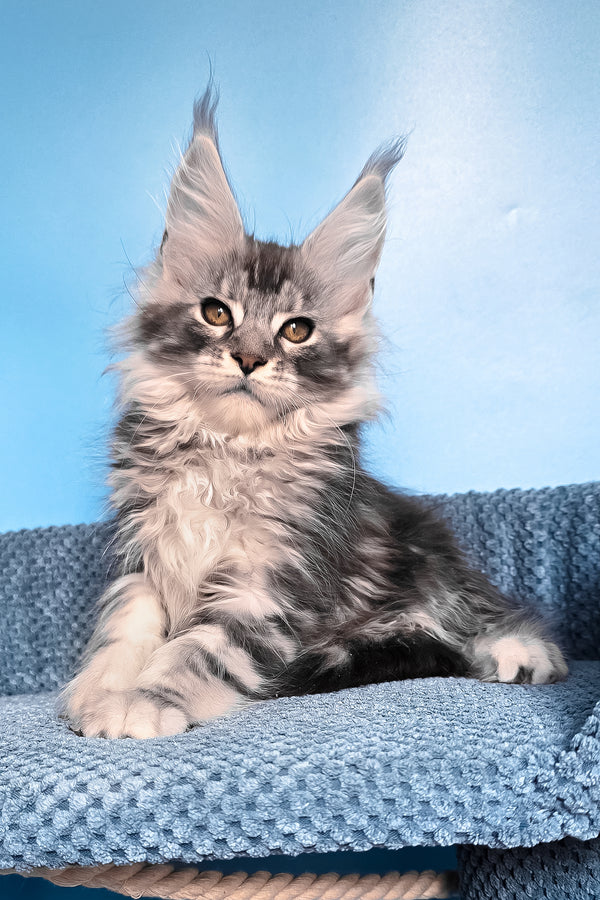 Ram | Maine Coon Kitten