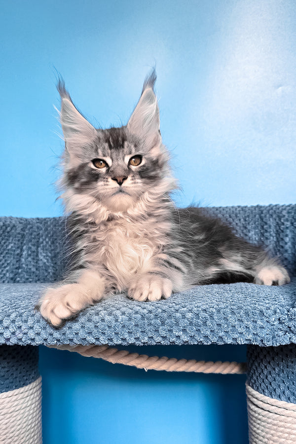 Ram | Maine Coon Kitten