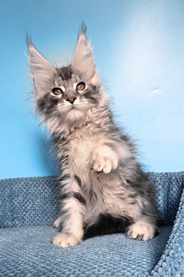 Ram | Maine Coon Kitten