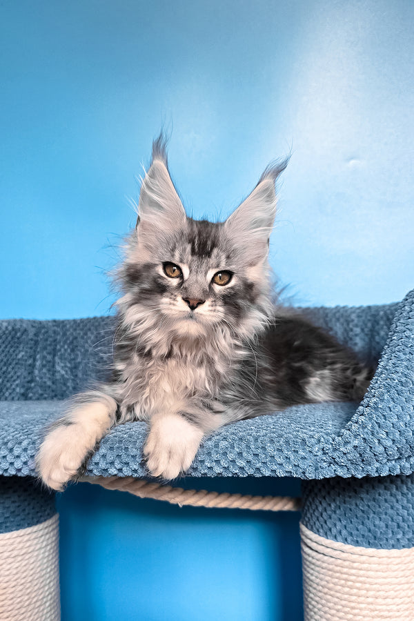 Ram | Maine Coon Kitten
