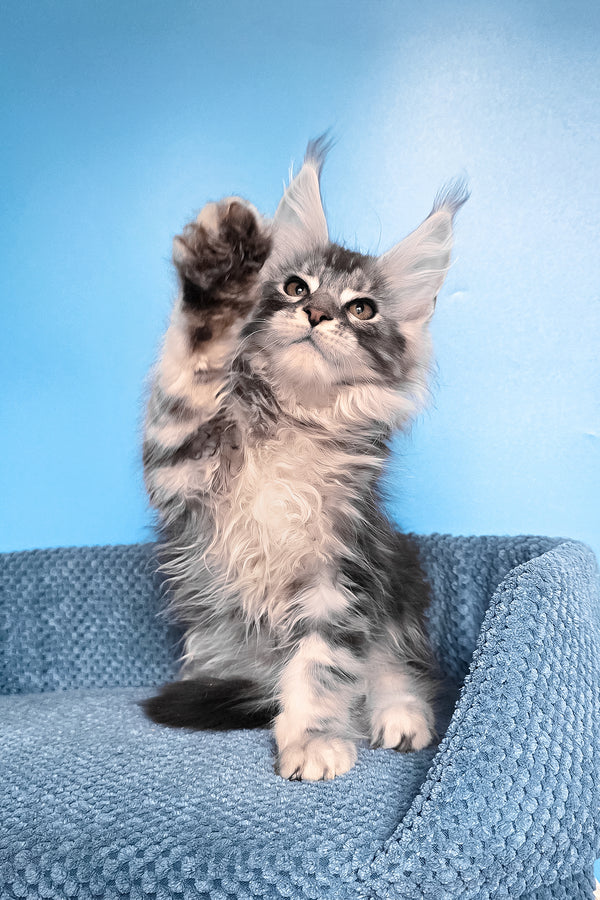 Ram | Maine Coon Kitten