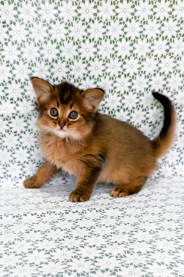 Raphael | Somali Kitten