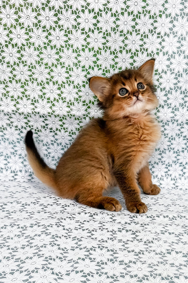Raphael | Somali Kitten
