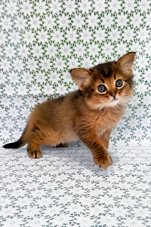 Raphael | Somali Kitten