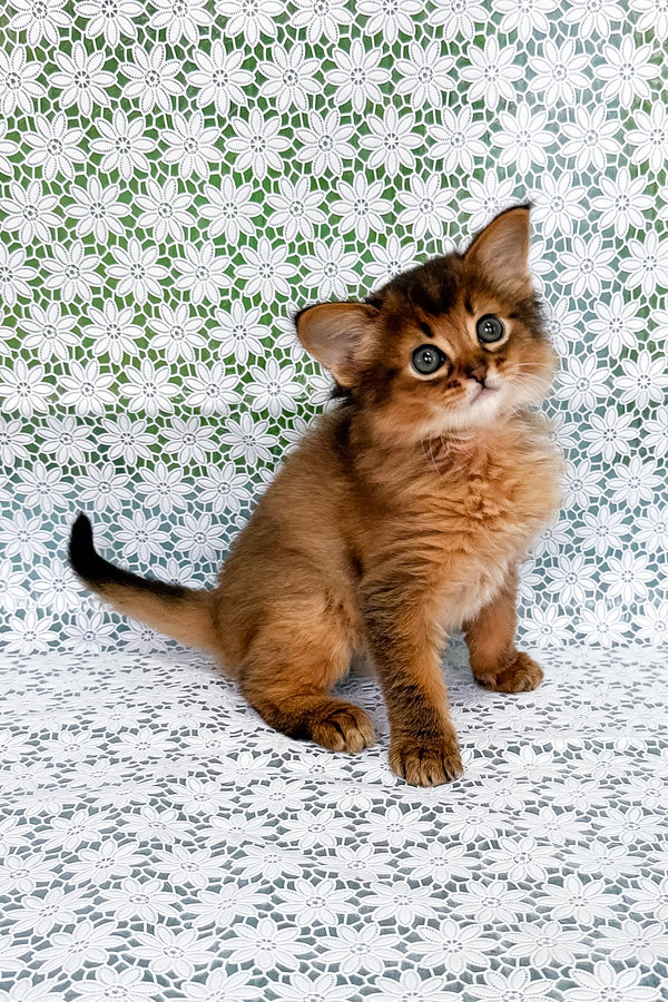 Raphael | Somali Kitten