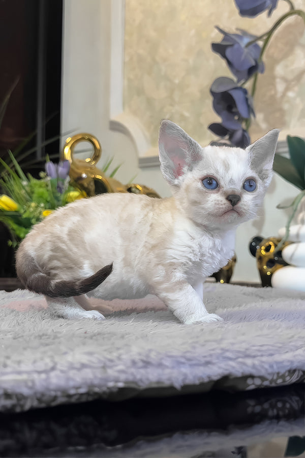 Regina | Devon Rex Kitten