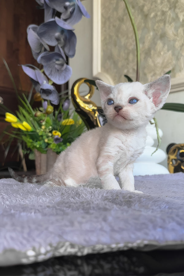 Regina | Devon Rex Kitten