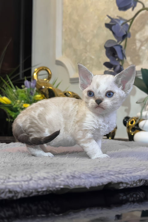 Regina | Devon Rex Kitten