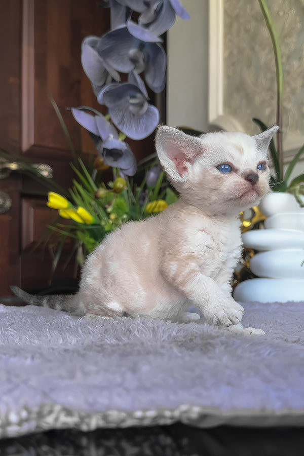 Regina | Devon Rex Kitten