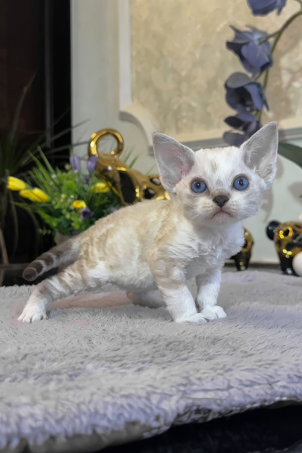 Regina | Devon Rex Kitten