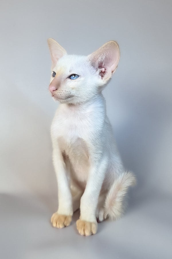 Remus | Oriental Shorthair Kitten