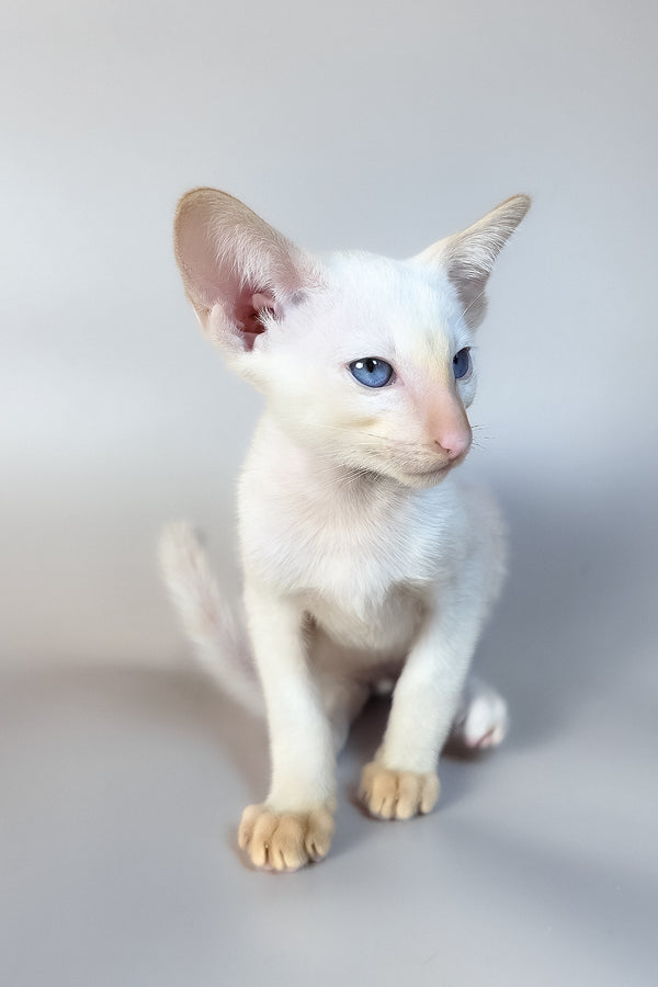 Remus | Oriental Shorthair Kitten