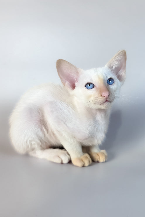 Remus | Oriental Shorthair Kitten