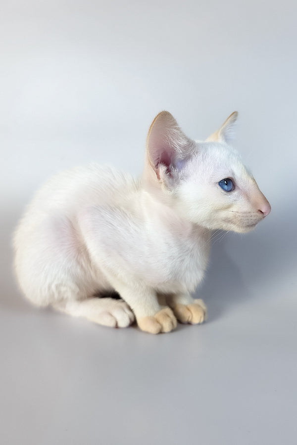 Remus | Oriental Shorthair Kitten