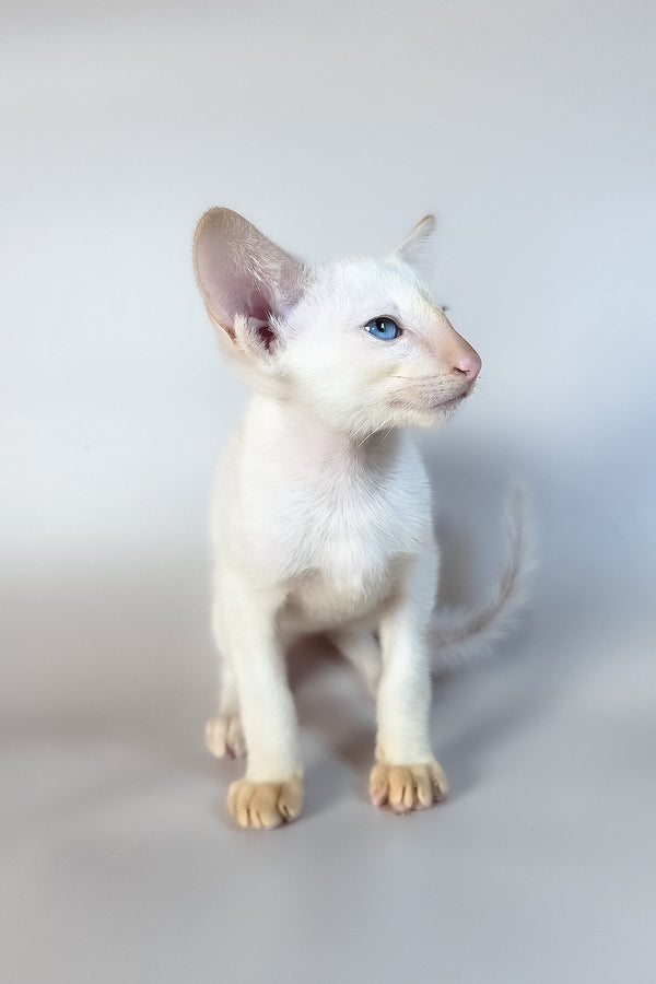 Remus | Oriental Shorthair Kitten