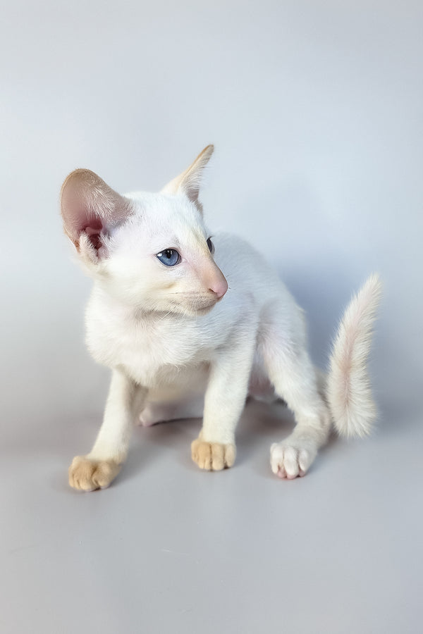 Remus | Oriental Shorthair Kitten