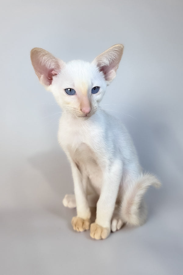 Remus | Oriental Shorthair Kitten