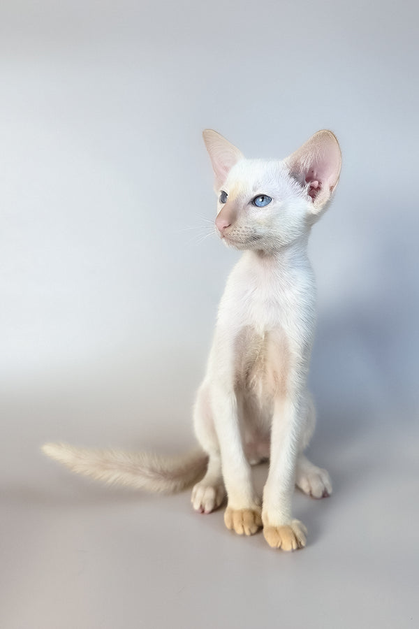 Remus | Oriental Shorthair Kitten