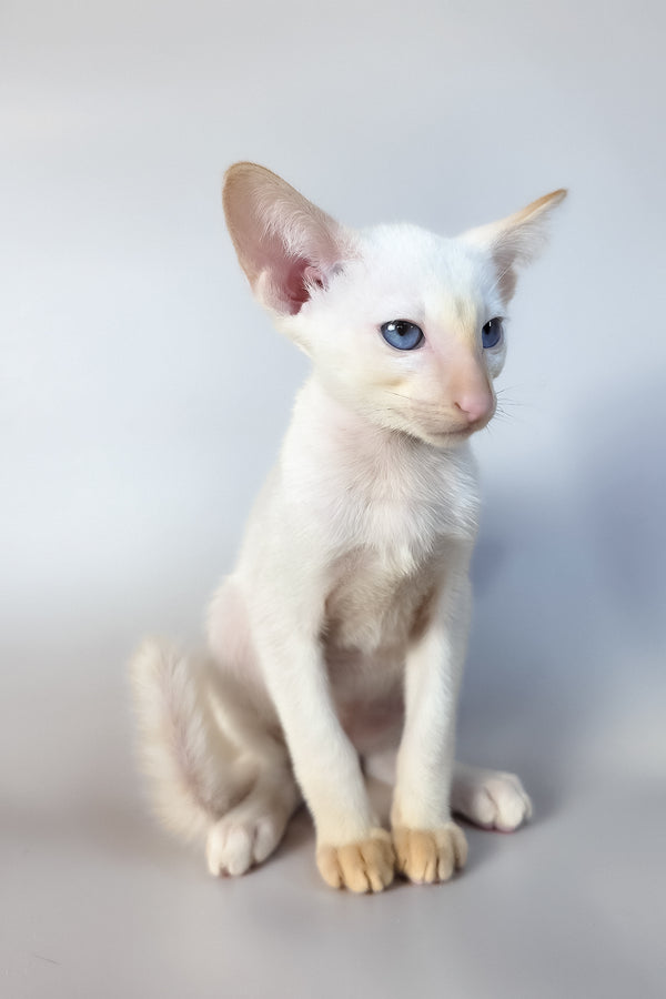 Remus | Oriental Shorthair Kitten