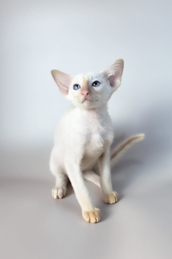 Remus | Oriental Shorthair Kitten