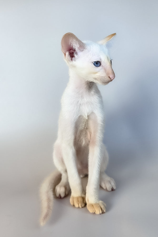 Remus | Oriental Shorthair Kitten