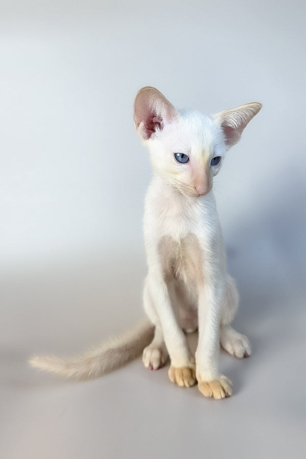 Remus | Oriental Shorthair Kitten