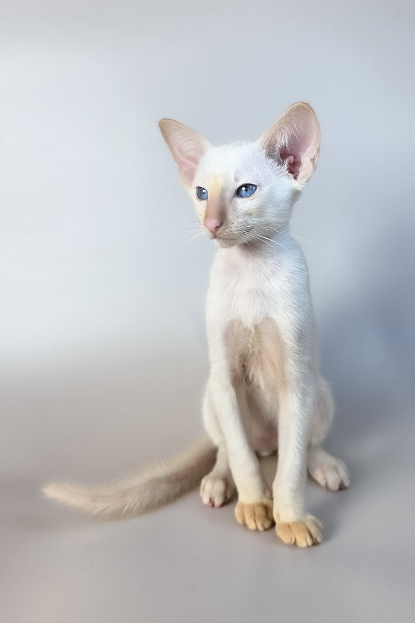 Remus | Oriental Shorthair Kitten