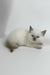 Renzo | British Shorthair Kitten