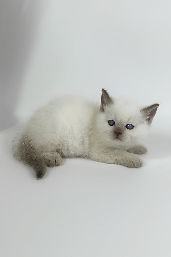 Renzo | British Shorthair Kitten