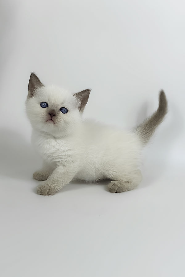 Renzo | British Shorthair Kitten