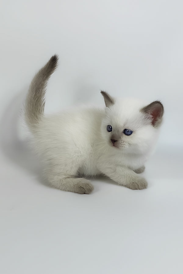 Renzo | British Shorthair Kitten