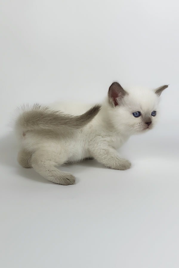 Renzo | British Shorthair Kitten