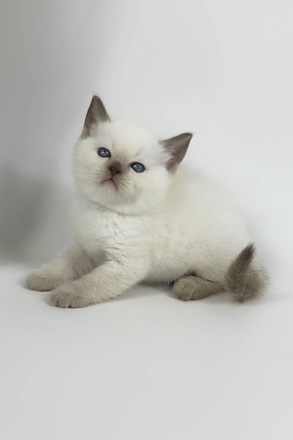 Renzo | British Shorthair Kitten
