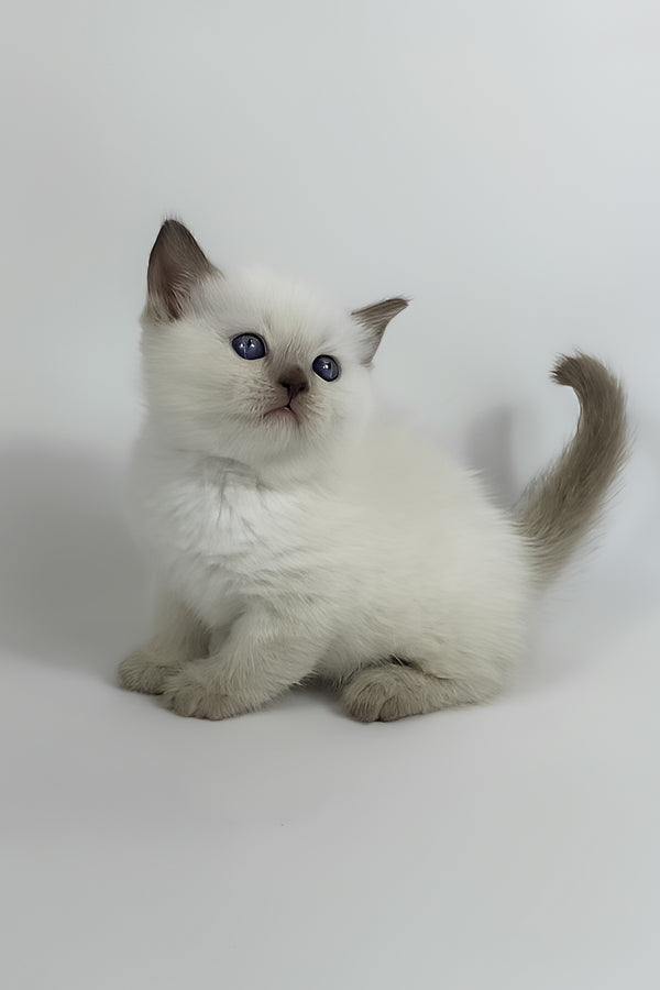 Renzo | British Shorthair Kitten