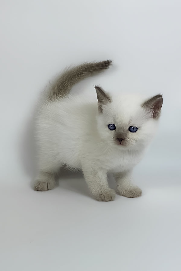 Renzo | British Shorthair Kitten