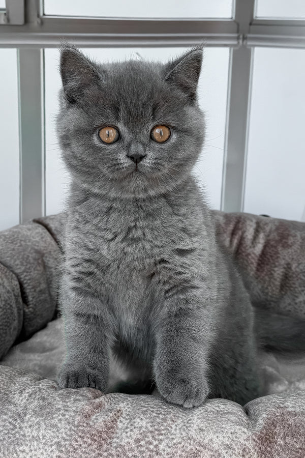 Ronaldinio | British Shorthair Kitten