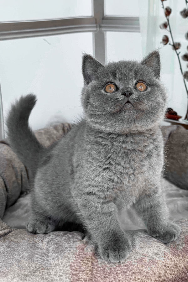 Ronaldinio | British Shorthair Kitten