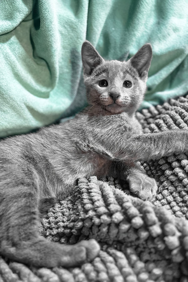 Saman | Russian Blue Kitten