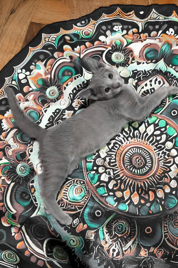 Saman | Russian Blue Kitten