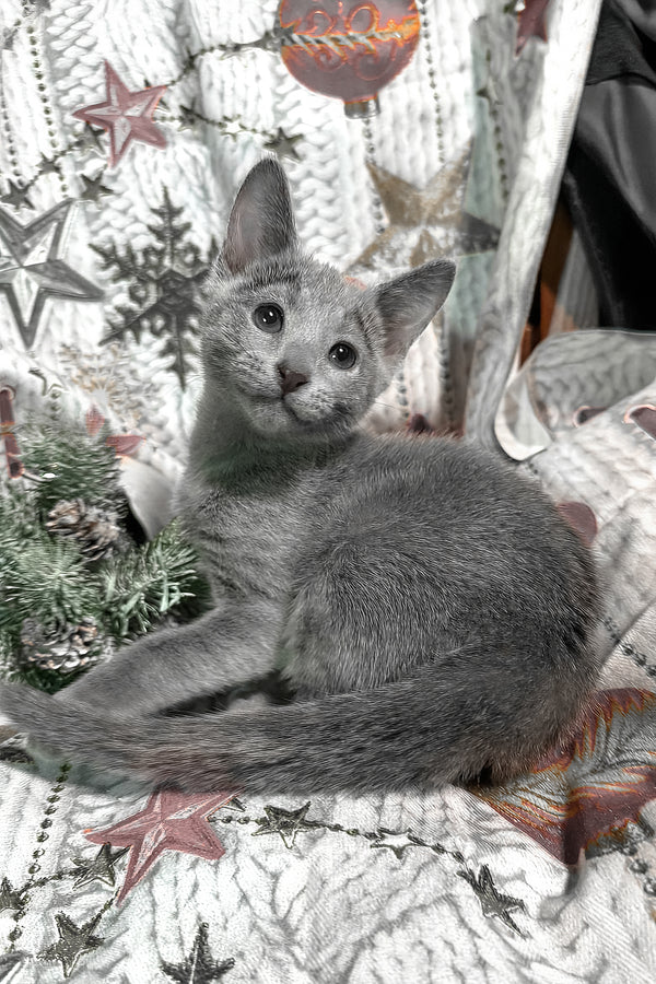 Saman | Russian Blue Kitten