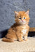 Soborn | Maine Coon Kitten