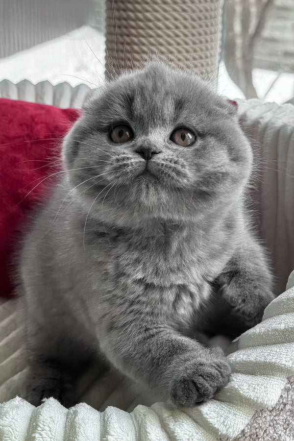 Somila | Scottish Fold Kitten
