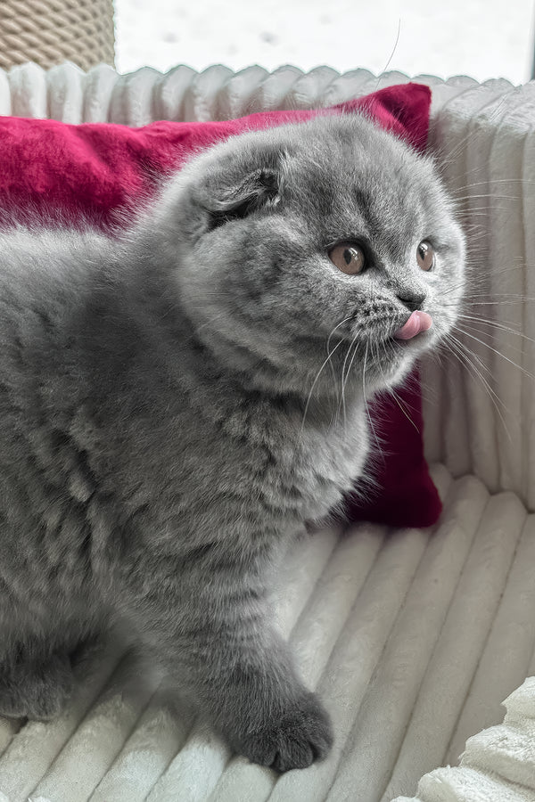 Somila | Scottish Fold Kitten