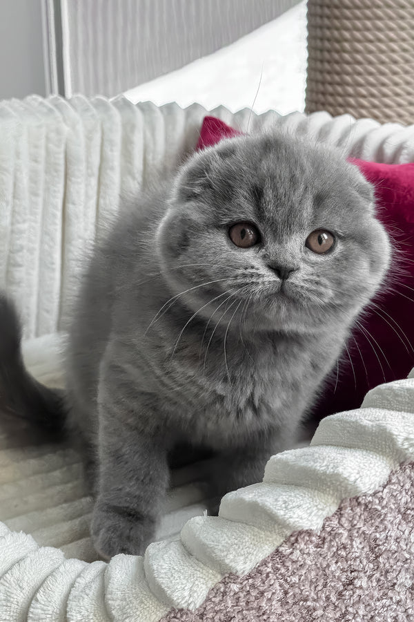 Somila | Scottish Fold Kitten
