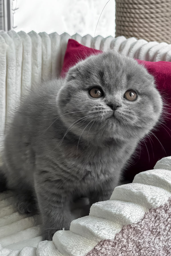 Somila | Scottish Fold Kitten
