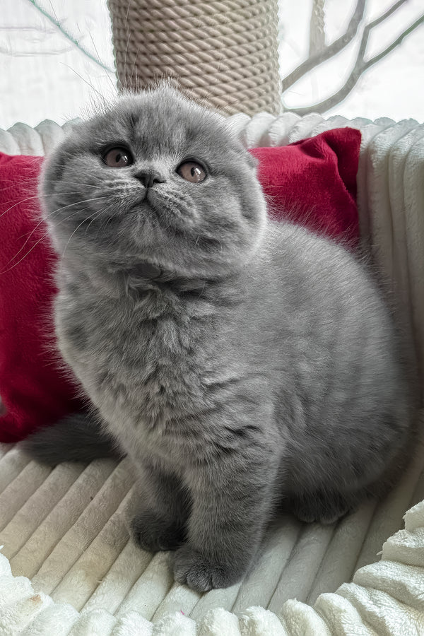 Somila | Scottish Fold Kitten