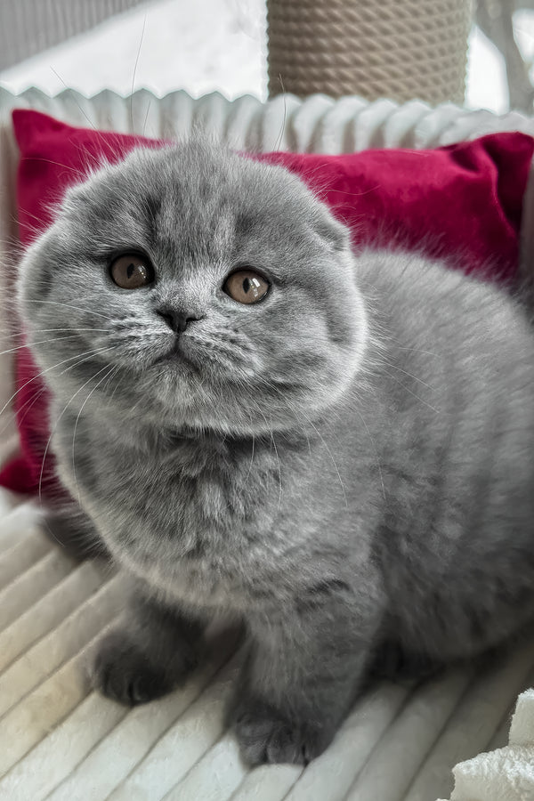 Somila | Scottish Fold Kitten